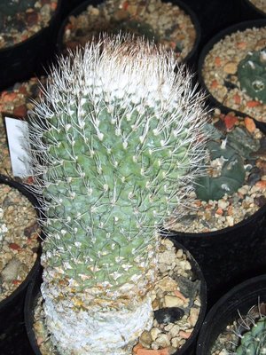 striegl 5.JPG