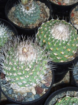 striegl 6.JPG