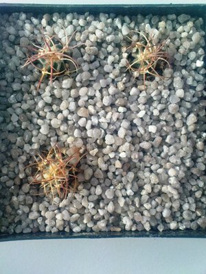 Echinocactus parry.JPG