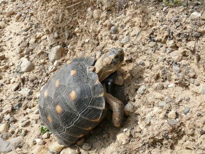 118 Texas Gopher Schildkröte.jpg