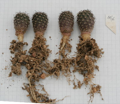 Neowerdermannia chilensis CS27