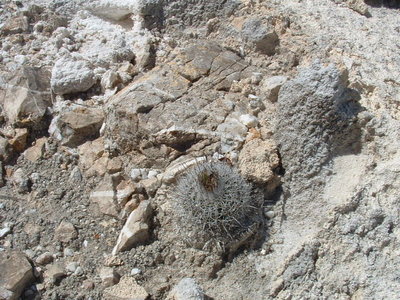DSCF0108.JPG