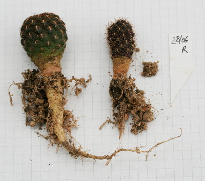 Sulcorebutia oenantha v.pampagrandis R466