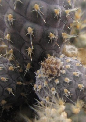 Pterocactus araucanus rotblühende Form aus Sarmiento