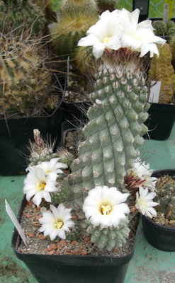 CIMG9509a.jpg