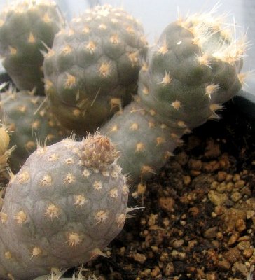 Pteroc.araucanus MK679 großtriebige Form