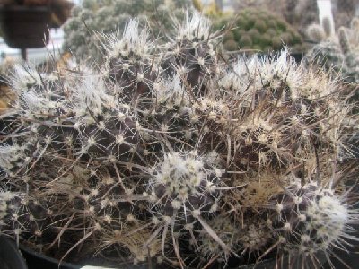 Pteroc. australis &quot;fischeri&quot; dunkeldornige Form, mit über 20 Knospen