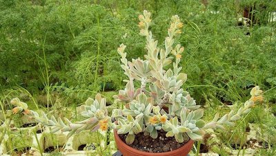 Echeveria pulvinata ´Frosty´ 2000-12 (7).jpg