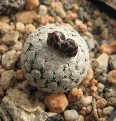 Turbinicarpus valdezianus