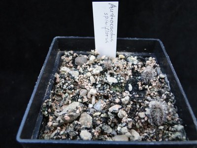 Austrocactus spiniflorus 2011 Maerz08 056.jpg