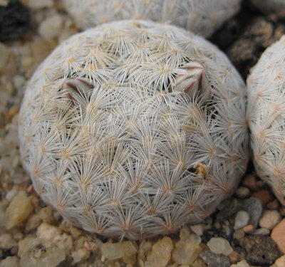 Mammillaria egregia SB30