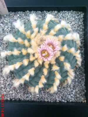 Lopho will. var. decipiens gross.JPG