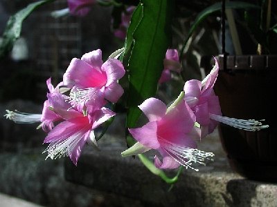 Disocactus nelsonii_600.jpg