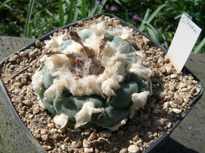 149 P1060604 Lophophora koehresii, San Francisco, SLP.jpg