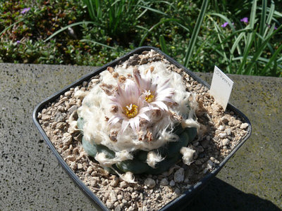 148 P1060603 Lophophora koehresii, San Francisco, SLP.jpg