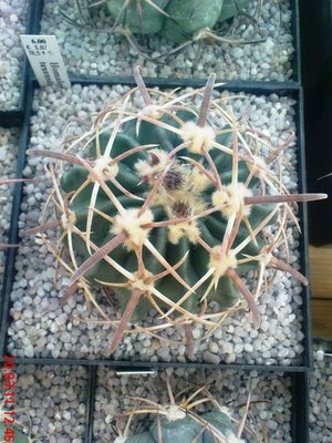 Echinocactus texensis 7 cm.JPG