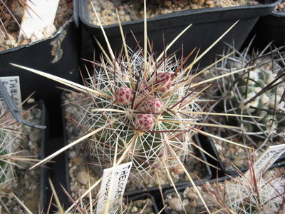 Thelocactus lausseri