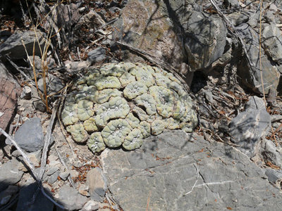 154 P1030093 Lophophora fricii.jpg