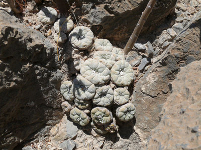 153 P1030092 Lophophora fricii.jpg