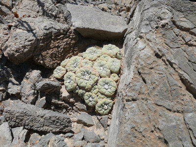 152 P1030091 Lophophora fricii.jpg
