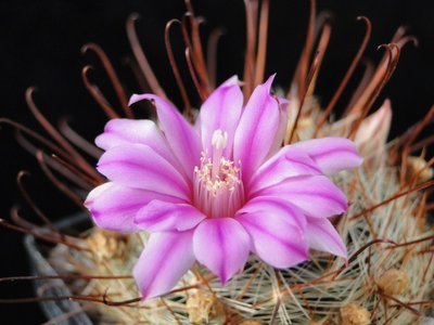 Mammillaria longiflora 2011 Maerz24 011.jpg