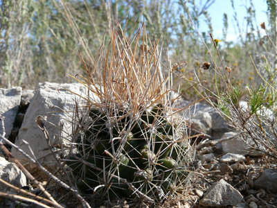 160 P1000327 Ancistrocactus scheerii.jpg