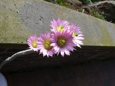 157 P1060612 Wilcoxia kroenleinii.jpg