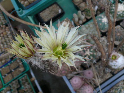 159 P1060617 Wilcoxia waldeisii.jpg