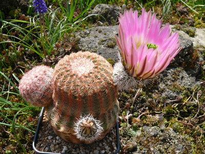 161 P1060619 Echinocereus pectinatus Charco Blanco, SLP.jpg