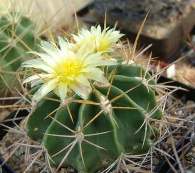 Ferocactus_echidne_.jpg