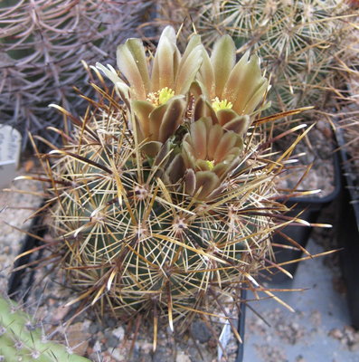 läuft bei mir unter Ancistrocactus spec. Terell Co.