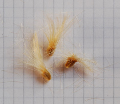 Othonna macrosperma Achaene.jpg