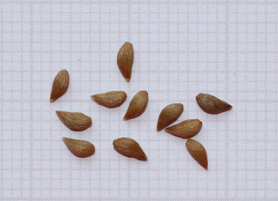 Othonna macrosperma Samen.jpg