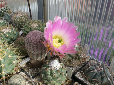 182 P1060640 E pectinatus El Palmito Durango.jpg