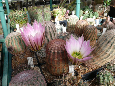 180 P1060638 Ecer pectinatus Zacatecas.jpg