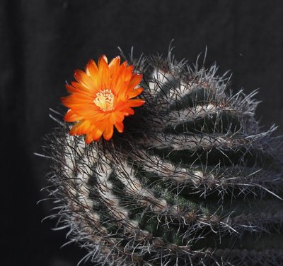 Parodia_mairanana_var_atra_3941-a.jpg