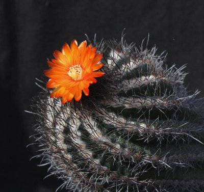 Parodia_mairanana_var_atra_3941-a.jpg