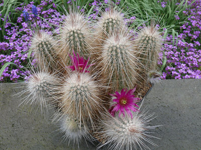 186 P1060660 Ecer rayonesensis.jpg
