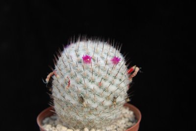 Mammillaria  elegans 2011 April15-6.jpg