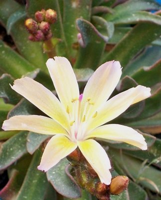 Lewisia cotyledon x tweedyi