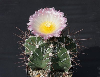 0811b_Astrophytum_ornatum_090811_2865.jpg