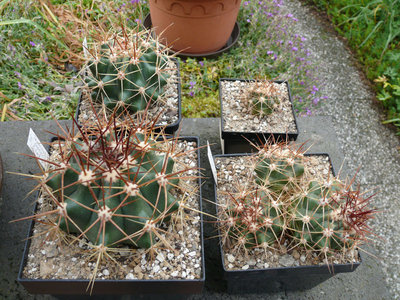 199 P1060732 Ferocactus pottsii.jpg