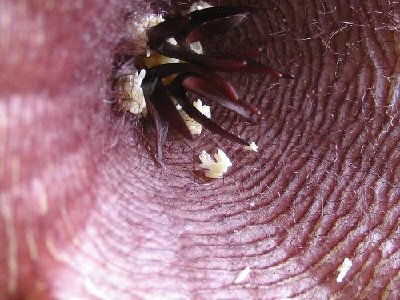 stapelia.jpg