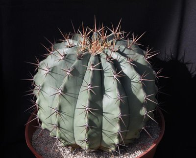 Feroc_pottsii_3883-a.jpg