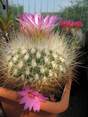 Thelocactus macdowellii 01.jpg