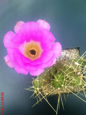 Echinocereus pentelophus.JPG