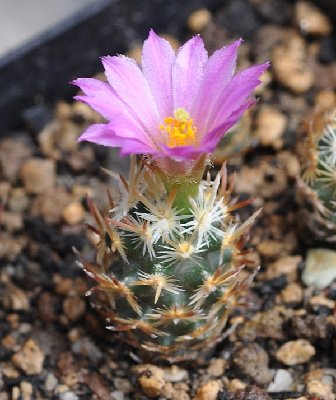 Turbinicarpus unbekannt_600.jpg