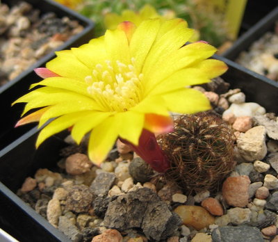 Sulcorebutia cantargalloensis VZ254 F1 mit gelber Blüte