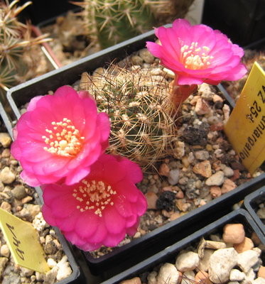 Sulcorebutia cantargalloensis VZ254 F1 mit violetter Blüte