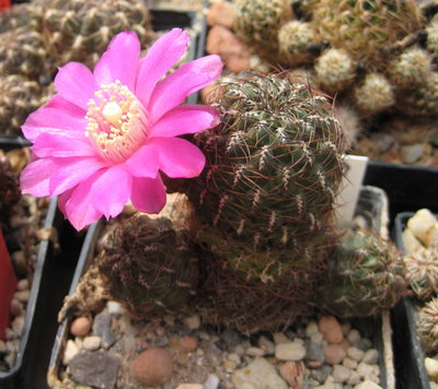 Sulcorebutia verticillacantha HS187